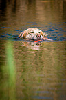 schwimmender Labrador Retriever