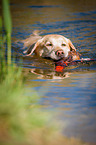 schwimmender Labrador Retriever