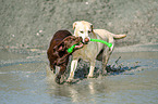 2 Labrador Retriever