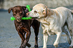 2 Labrador Retriever