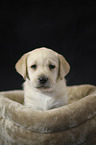 Labrador Retriever Welpe