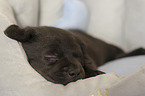 Labrador Retriever Welpe