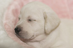Labrador Retriever Welpe
