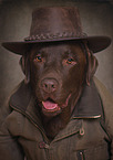 Labrador Retriever Portrait