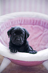 Labrador Retriever Welpe