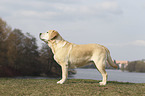 Labrador Retriever