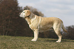 Labrador Retriever