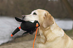 Labrador Retriever Portrait