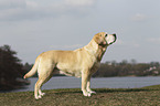 Labrador Retriever