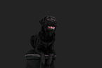 liegender Labrador Retriever