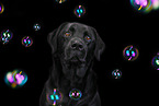 Labrador Retriever Portrait