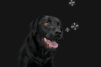 Labrador Retriever Portrait