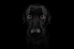 Labrador Retriever Portrait