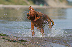 junger Labrador Retriever