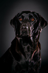 Labrador Retriever Portrait