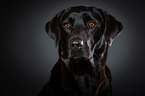 Labrador Retriever Portrait