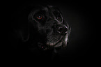 Labrador Retriever Portrait