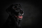 Labrador Retriever Portrait