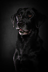 Labrador Retriever Portrait