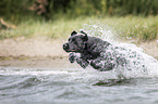 springender Labrador Retriever
