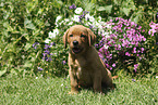 sitzender Labrador Retriever Welpe