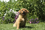 sitzender Labrador Retriever Welpe