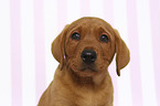 Labrador Retriever Welpe Portrait