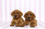 liegender Labrador Retriever Welpe