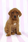 sitzender Labrador Retriever Welpe