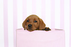 Labrador Retriever Welpe in Box