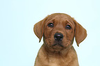 Labrador Retriever Welpe Portrait