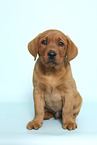 sitzender Labrador Retriever Welpe