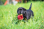 Labrador Retriever Welpen