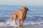 Labrador Retriever am Meer