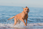 Labrador Retriever am Meer