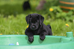 Labrador Retriever Welpe