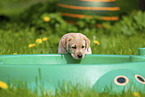 Labrador Retriever Welpe