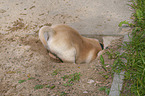 Labrador Retriever Welpe