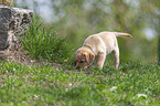 Labrador Retriever Welpe