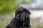 Labrador Retriever Welpe