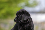 Labrador Retriever Welpe