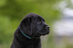 Labrador Retriever Welpe