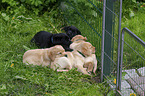 Labrador Retriever Welpen