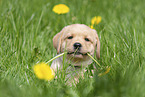 Labrador Retriever Welpe