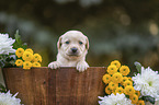 Labrador Welpe im Holzkbel