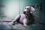liegender Labrador Retriever