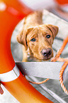 Labrador Retriever Portrait