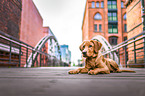 liegender Labrador Retriever
