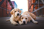 liegende Labrador Retriever