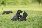 spielende Labrador Retriever Welpen